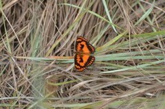 Byblia anvatara crameri