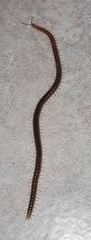 Henia vesuviana