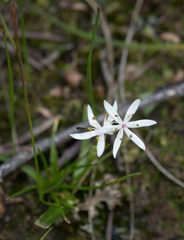 Burchardia umbellata