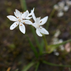 Burchardia umbellata