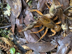 Engaeus rostrogaleatus