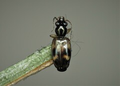 Bembidion
