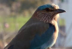 Coracias benghalensis