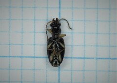 Bembidion