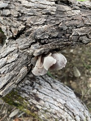 Auricularia angiospermarum