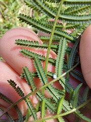 Acacia yalwalensis