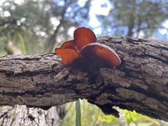 Auricularia angiospermarum
