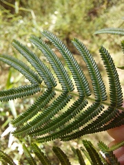 Acacia yalwalensis