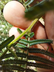 Acacia yalwalensis