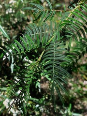 Acacia yalwalensis