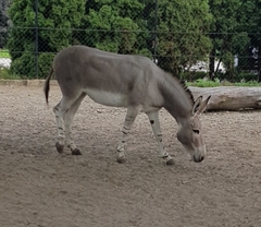Equus africanus somaliensis