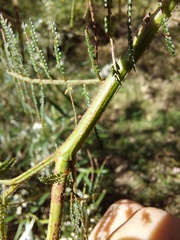 Acacia yalwalensis