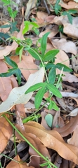 Passiflora caerulea
