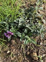 Buddleja davidii