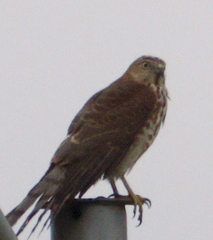 Accipiter badius
