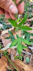 Passiflora caerulea