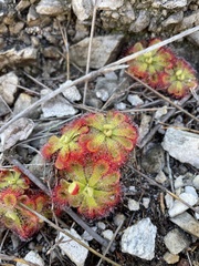Drosera xerophila
