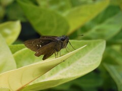 Pelopidas mathias mathias