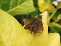 Pelopidas mathias mathias