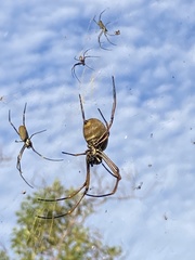 Trichonephila plumipes