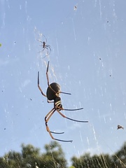 Trichonephila plumipes