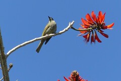 Meliphaga lewinii