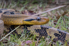 Boiga cynodon