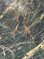 Trichonephila plumipes