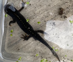 Ichthyosaura alpestris