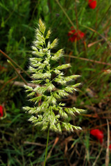 Trisetaria panicea