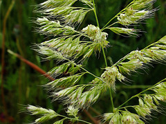 Trisetaria panicea