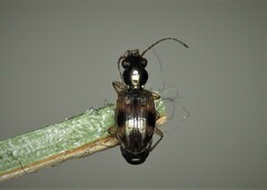 Bembidion
