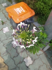 Cleome spinosa