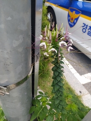 Cleome spinosa