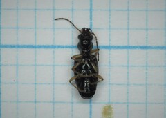 Bembidion