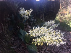 Dendrobium speciosum
