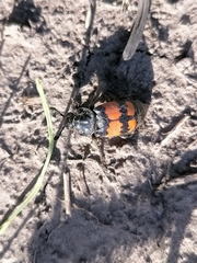 Nicrophorus vespilloides