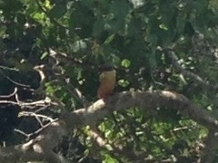 Pelargopsis capensis