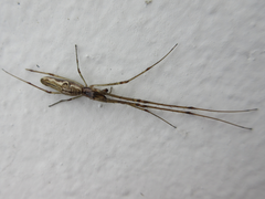 Tetragnatha