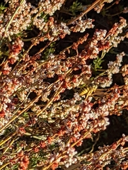 Eriogonum wrightii