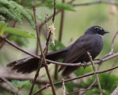 Rhipidura albicollis