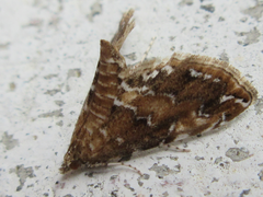 Elophila turbata