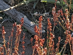 Eriogonum wrightii