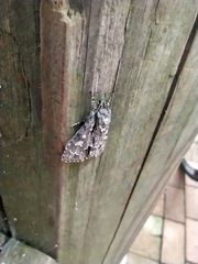 Mamestra brassicae