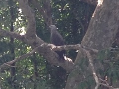 Haliaeetus ichthyaetus