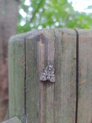 Mamestra brassicae