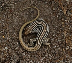 Pedioplanis burchelli