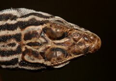 Pedioplanis burchelli