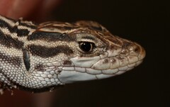 Pedioplanis burchelli