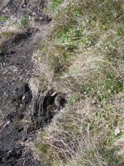 Lemmus trimucronatus